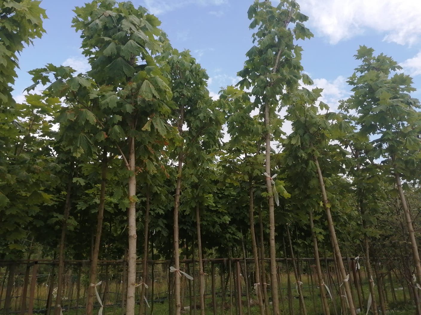 Деревья, кустарники, рулонный газон; крупномеры, боскеты, проектная документация